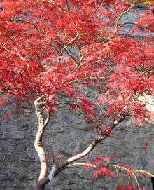 Fragrant Hill's smoke trees dominate the landscape in autumn